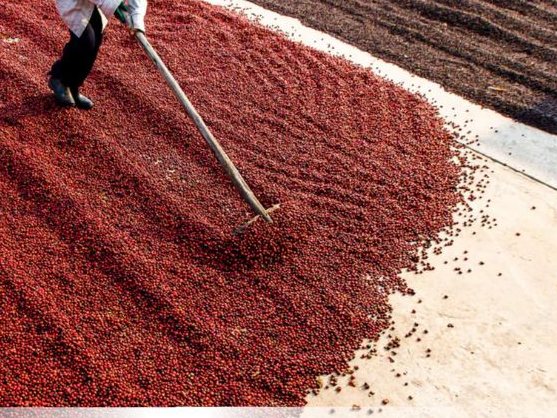 Tám Trình Coffee — Arabica Cầu Đất & Lạc Dương Blend (pha máy) 250g