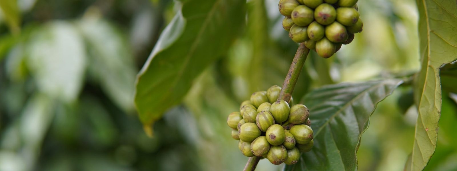 Cà phê Lạc Dương